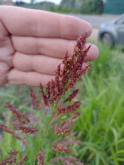 Sorghum halepense