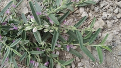 Polygala erioptera