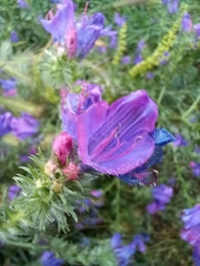 Echium plantagineum