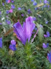 Echium plantagineum