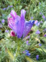 Echium plantagineum