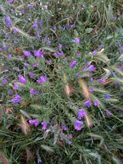 Echium plantagineum