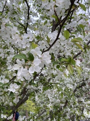 Prunus itosakura