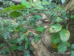 Aristolochia acuminata