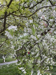 Prunus itosakura