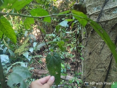 Aristolochia acuminata