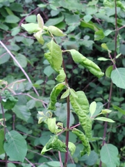 Prociphilus xylostei