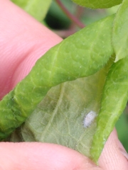 Prociphilus xylostei