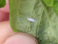 Prociphilus xylostei