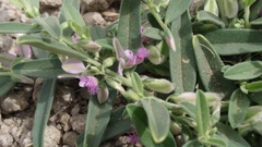 Polygala erioptera