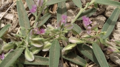 Polygala erioptera