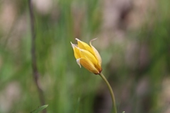 Tulipa sylvestris biebersteiniana