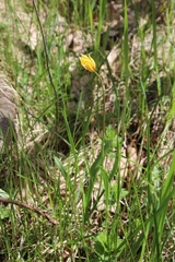 Tulipa sylvestris biebersteiniana