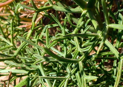 Cachrys sicula