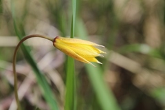 Tulipa sylvestris biebersteiniana