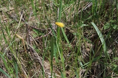 Tulipa sylvestris biebersteiniana