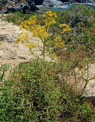 Cachrys sicula
