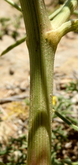 Cachrys sicula