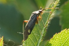 Closterotomus annulus