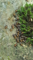 Cerastipsocus trifasciatus