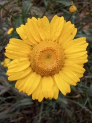 Coleostephus myconis