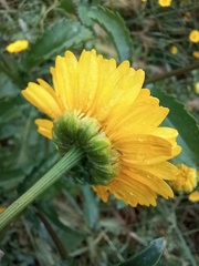 Coleostephus myconis