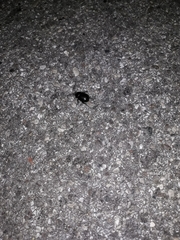 Pentodon bidens punctatus