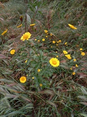 Coleostephus myconis