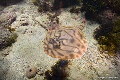 Striped Panray photo 4