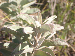 Senecio crenatus