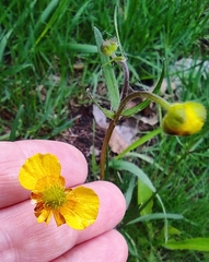 Ranunculus