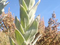 Syncarpha milleflora