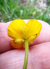 Ranunculus