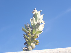 Syncarpha milleflora