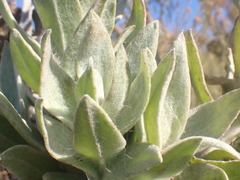 Syncarpha milleflora