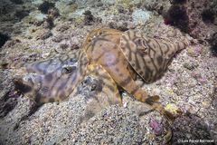 Striped Panray photo 5
