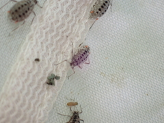 Plocamaphis flocculosa