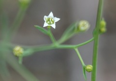 Thesium divaricatum
