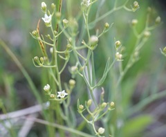 Thesium divaricatum