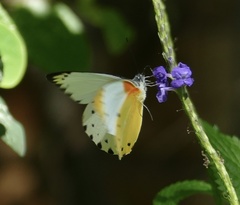 Belenois thysa