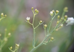 Thesium divaricatum