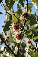 Hakea petiolaris
