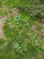 Heracleum sosnowskyi