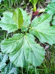 Heracleum sosnowskyi