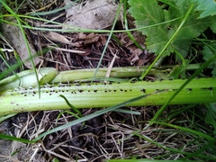 Heracleum sosnowskyi