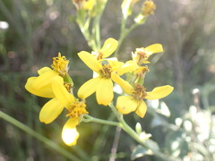 Senecio crenatus