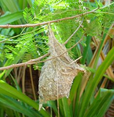 Conopophila rufogularis