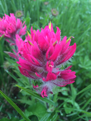 Castilleja parviflora oreopola