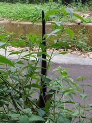 Amorphophallus hirtus