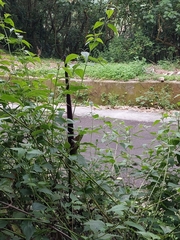 Amorphophallus hirtus